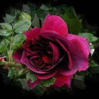 â™¥ great rose â™¥