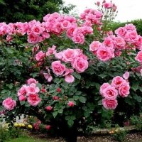 â™¥ pink roses tree â™¥