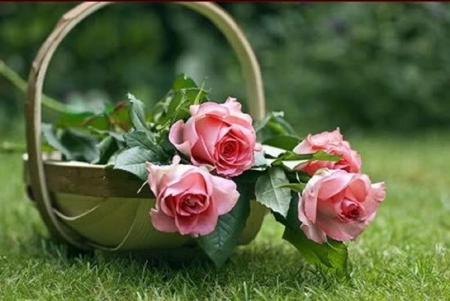 â™¥ beautiful basket of pink roses â™¥ - pink roses, basket, flowers, still life