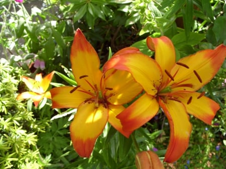 Lilium asiatic grand cru - lilium, lily, asia, flower