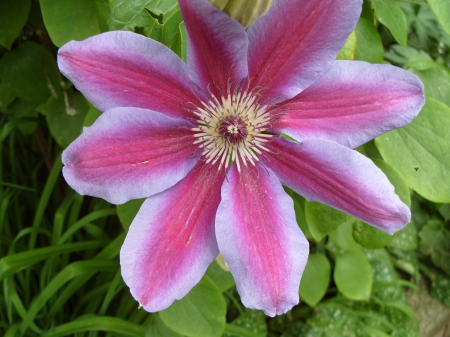 Clematis flower - clematis, purple, violet, flower