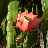 Dragon Fruit Pitaya Hylocereous Undatus