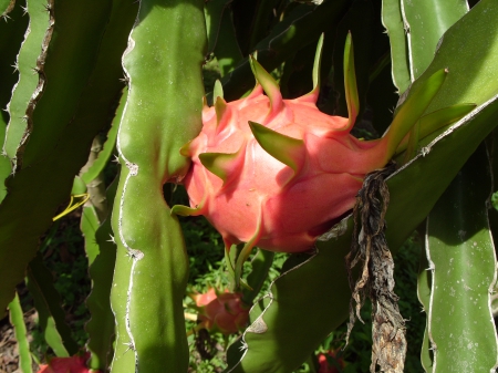 Dragon Fruit Pitaya Hylocereous Undatus - Epiphytic, Thai Fruit, Dragon Fruit, Pitata