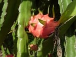 Dragon Fruit Pitaya Hylocereous Undatus