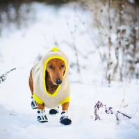 Winter dog :)