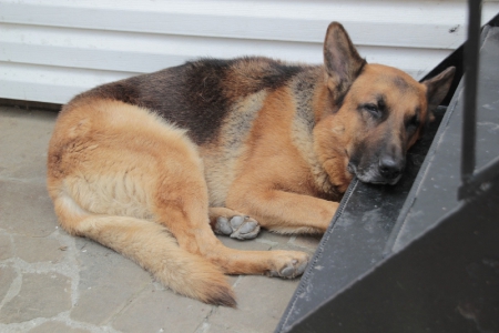 German shepherd - pretty, beautiful, dog face, puppies, lovely, playful dog, sweet, playful, dogs, cute, face, puppy, animals