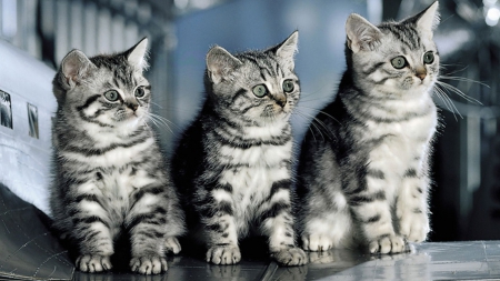 Three kittens - tabby, cute, paws, kittem