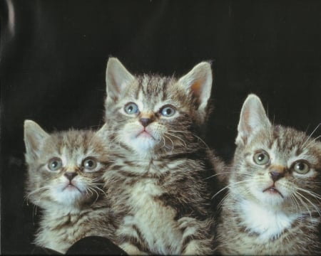 Three tabby kittens - tabby, cute, paws, kitten