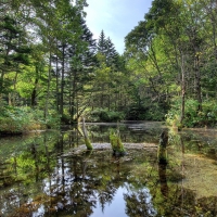 wonderful clear river running through a forest