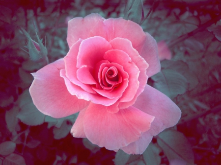 Lovey Blossom - rose, artwork, flower, pink