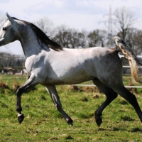 Grey Arabian Horse