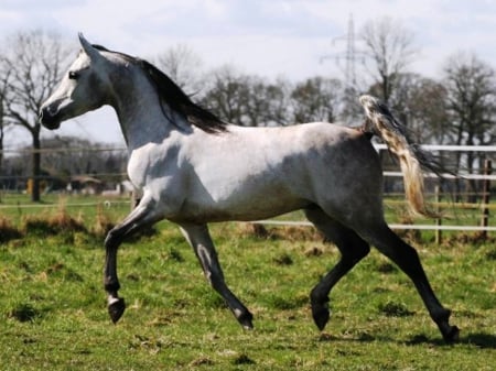 Grey Arabian Horse - fields, nature, horse, grey, animals, arabian