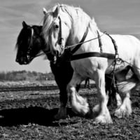 Shires Draft Horses