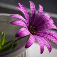 purple flower