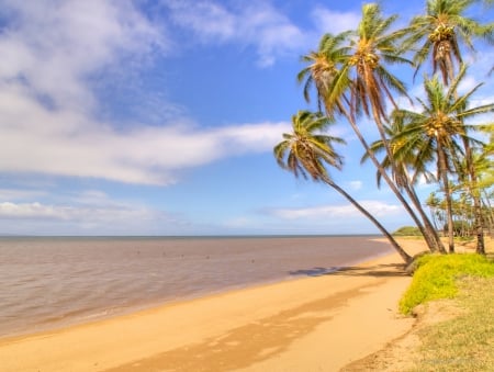 Molokai Yellow Sand Beach Hawaii - beach, trees, pacific, paradise, polynesian, hawaii, polynesia, yellow, volcanic, sand, ocean, molokai, islands, tropical, palm, exotic, island, sea