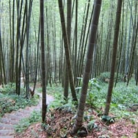 Bamboo forest in the mountain