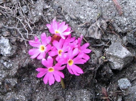 Flowers from mountains - image, wallpaper, flowers, color, new, expression