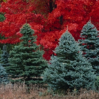 pine trees in forest