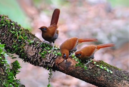 Pretty Trio of Birds - trio, pretty, animals, winged creatures, birds