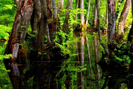 FOREST WATER - river, trees, water, pond, swamp, forest, reflection