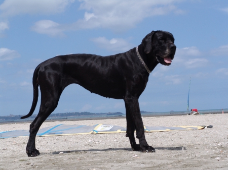 Black is beautiful - beautiful, animals, dogs, black