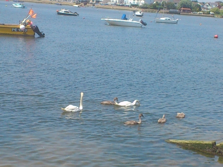 swan family are bk - birds, sunny, swan, beach, sea, scenic, family, boats, cute