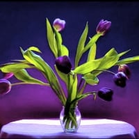 purple tulips