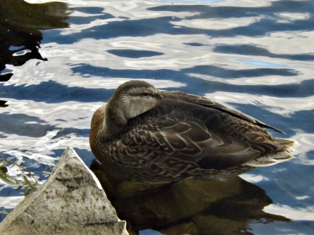 taking a break - duck, white, water, blue