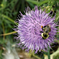 purple thistle