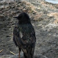 black carrion crow