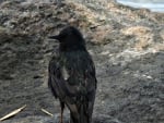 black carrion crow