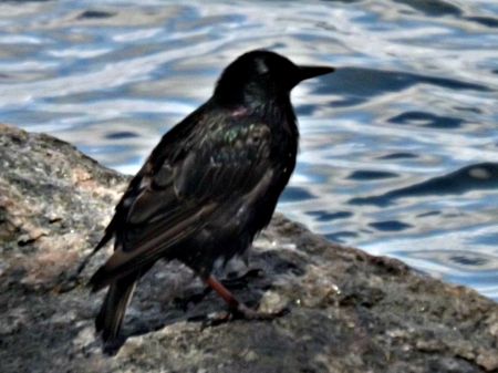 Black carrion crow - water, concrete, black carrion crow, black, bird