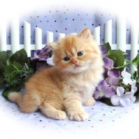 cute kitty and flowers