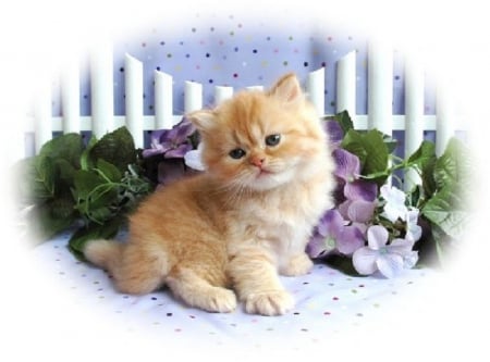 cute kitty and flowers - kitty, animals, cats, flowers, cute