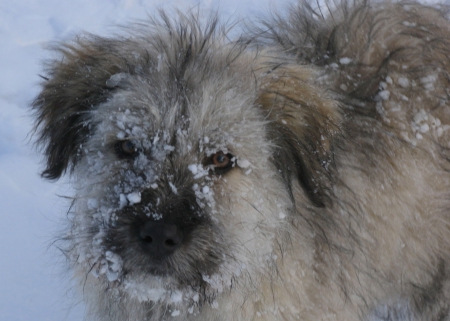 it is cold - cold, dog, winter, animals