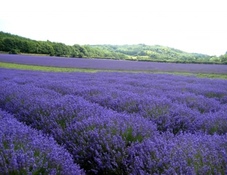 English Lavender Fields in The Garden of England UK - fields, countryside, united kingdom, smell, britain, mauve, purple, rural, uk, beautiful, british, scent, flowers, flower, lavender, english