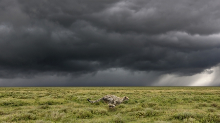 amazing cheetah running in the serengeti - storm, cheetah, clouds, running, savannah