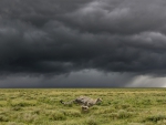 amazing cheetah running in the serengeti