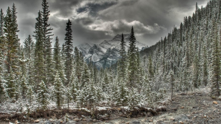 winter on a spruce forest hdr - mountain, forest, clearing, clouds, winter, mountains, hdr