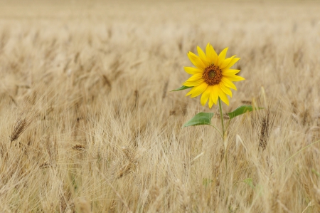 *** Sunflower *** - sunflower, nature, flowers, flower