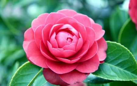 A Pretty Pink Camellia Rose - outside, pink, rose, pretty