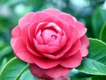 A Pretty Pink Camellia Rose