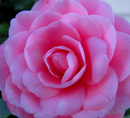 A Camellia up Close  on the Rose - zoom inn, rose, pretty, pink, the, on