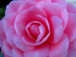 A Camellia up Close  on the Rose