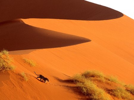 Desert and a Walker - felins, nature, desert, walker, africa, hd, animals