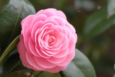 a Pink Rose Growing outside - lovey, pretty, cool, pink