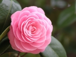 a Pink Rose Growing outside