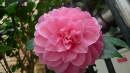 A Pretty Pink Rose Growing outside of a House - outside, house, pink, rose