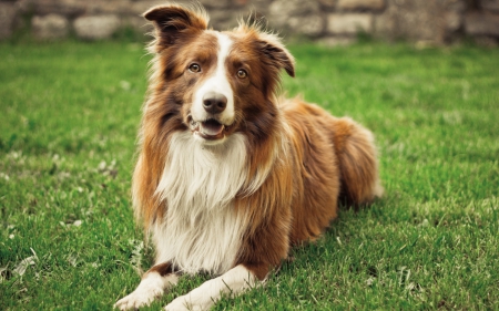 Waiting... - white, brown, animal, border collie, dog, green, grass