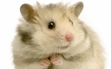 Hamster - rodent, white, animal, cute, hamster, pink